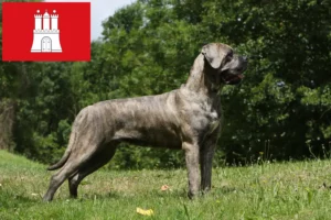 Read more about the article Cane Corso Italiano tenyésztők és kölykök Hamburgban