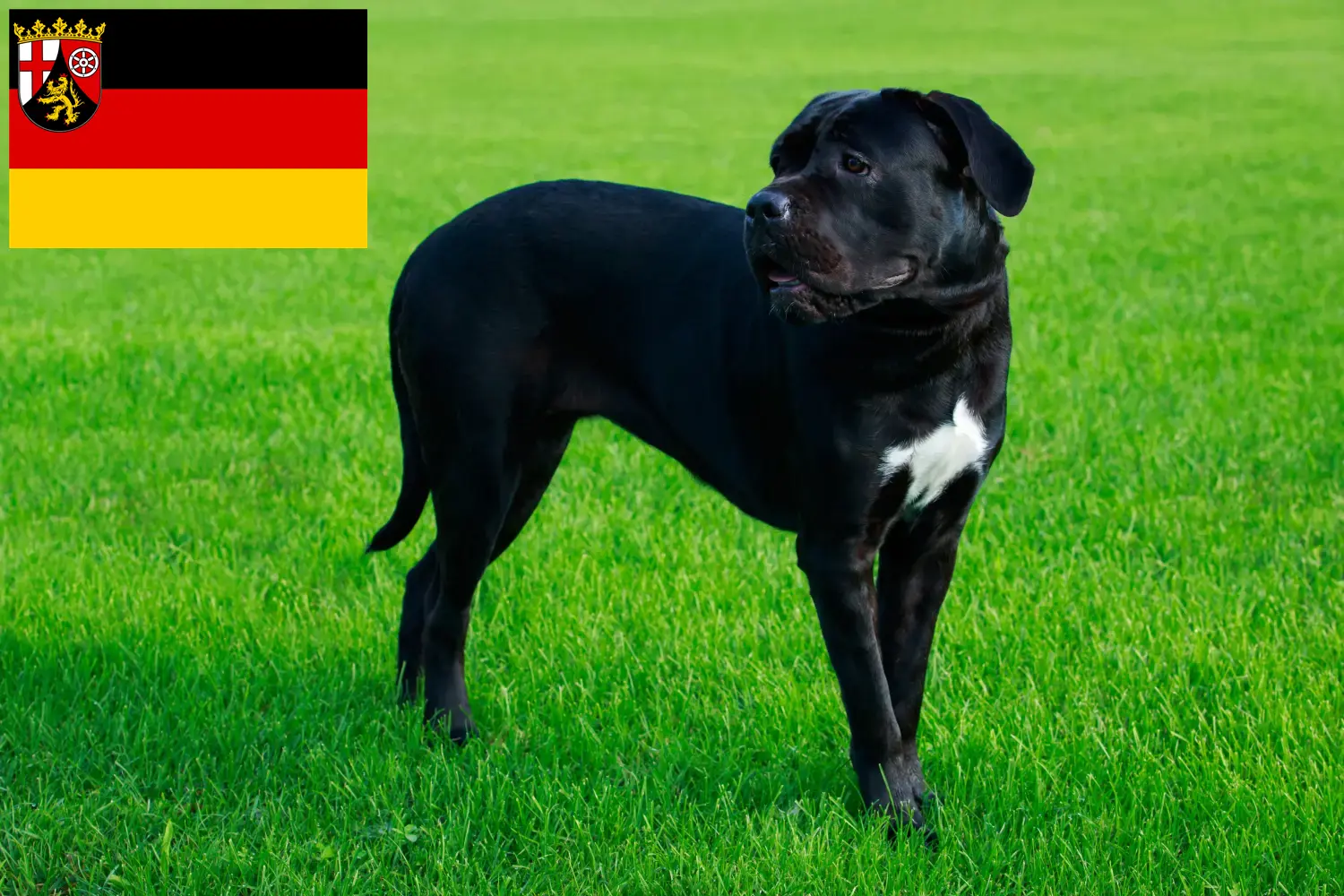 Read more about the article Cane Corso Italiano tenyésztők és kölykök Rajna-vidék-Pfalzban