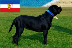 Read more about the article Cane Corso Italiano tenyésztők és kölykök Schleswig-Holstein tartományban