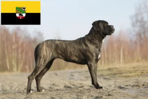 Read more about the article Cane Corso Italiano tenyésztők és kölykök Szász-Anhaltban