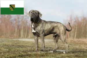 Read more about the article Cane Corso Italiano tenyésztők és kölykök Szászországban