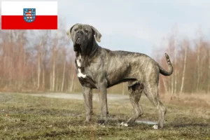 Read more about the article Cane Corso Italiano tenyésztők és kölykök Türingiában