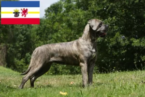 Read more about the article Cane Corso Italiano tenyésztők és kölykök Mecklenburg-Elő-Pomeránia tartományban