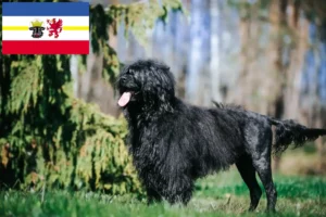 Read more about the article Cão de Agua português tenyésztők és kiskutyák Mecklenburg-Elő-Pomeránia tartományban