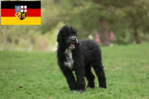 Read more about the article Cão de Agua português tenyésztők és kiskutyák Saarlandban