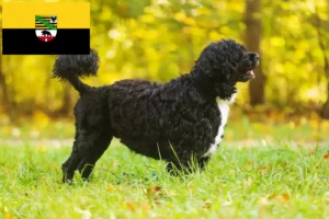 Read more about the article Cão de Agua português tenyésztők és kiskutyák Szász-Anhaltban