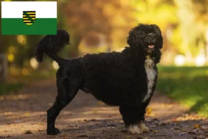 Read more about the article Cão de Agua português tenyésztők és kiskutyák Szászországban