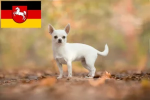 Read more about the article Chihuahua tenyésztők és kiskutyák Alsó-Szászországban