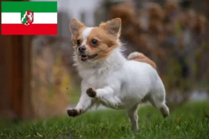 Read more about the article Chihuahua tenyésztők és kiskutyák Észak-Rajna-Vesztfália területén