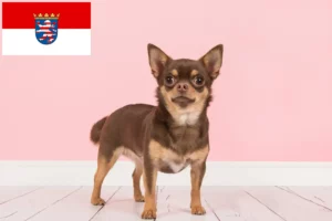 Read more about the article Chihuahua tenyésztők és kiskutyák Hessenben