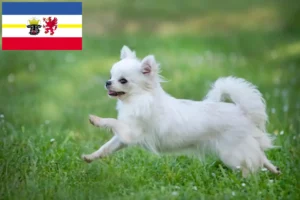 Read more about the article Chihuahua tenyésztők és kölyökkutyák Mecklenburg-Elő-Pomeránia tartományban