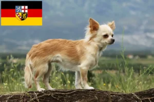 Read more about the article Chihuahua tenyésztők és kiskutyák Saar-vidéken