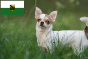 Read more about the article Chihuahua tenyésztők és kölykök Szászországban