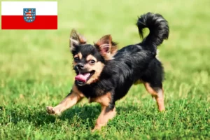 Read more about the article Chihuahua tenyésztők és kölyökkutyák Türingiában