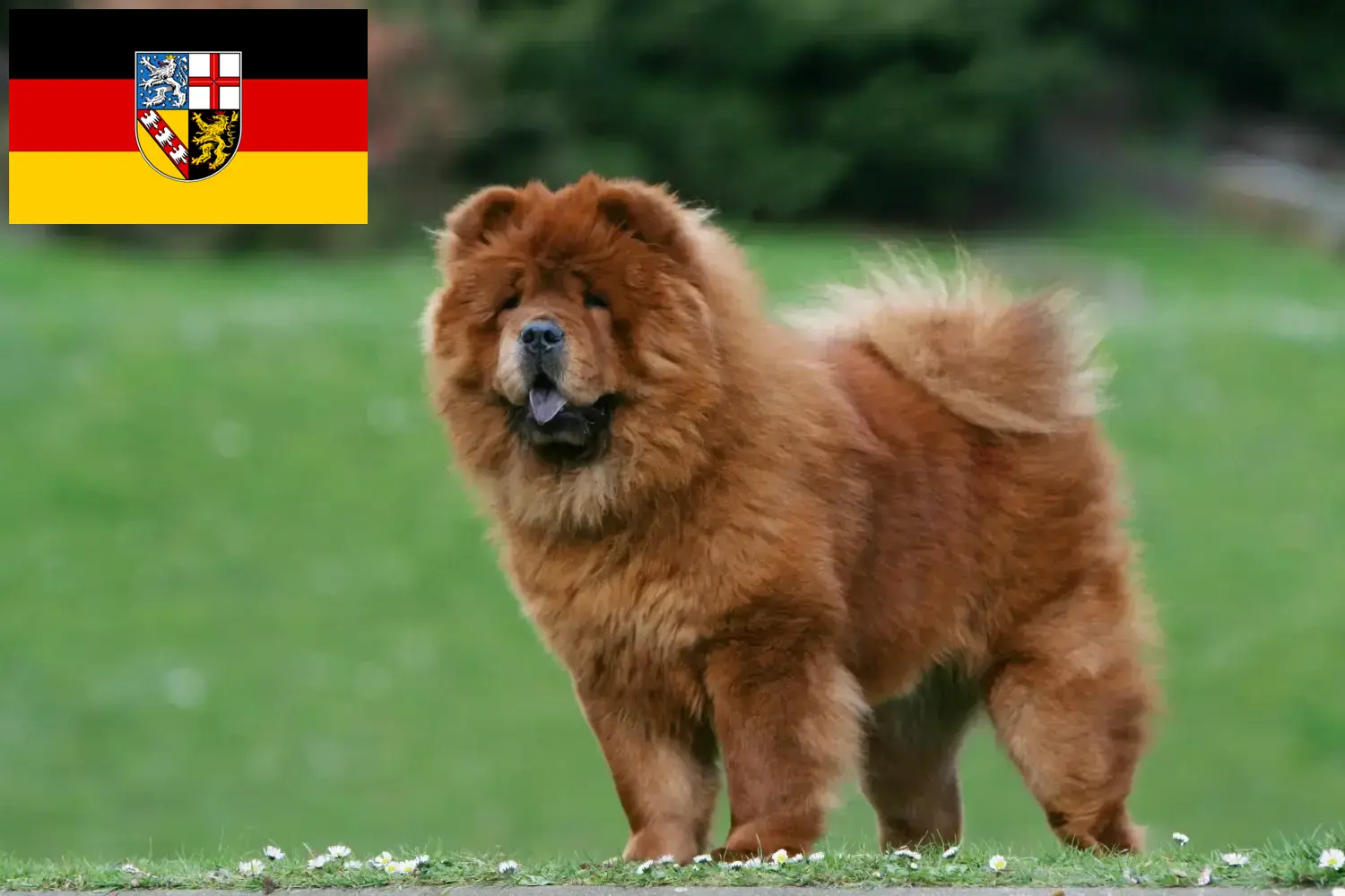 Read more about the article Chow-Chow tenyésztők és kölykök Saarlandban