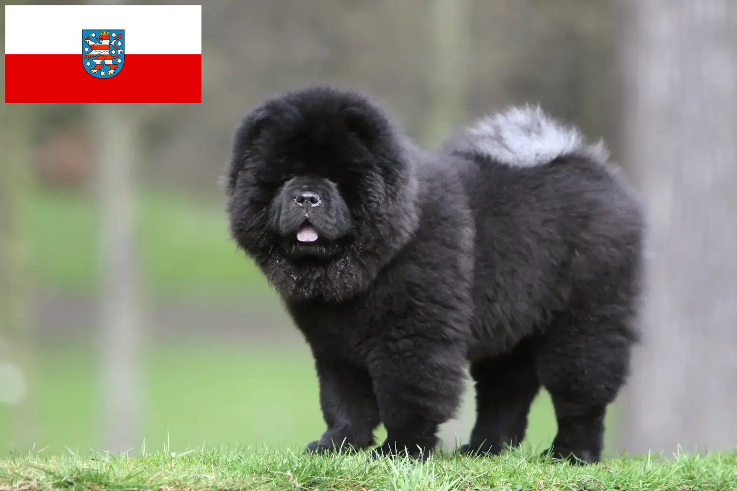 Read more about the article Chow-Chow tenyésztők és kölykök Türingiában