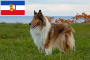 Read more about the article Collie tenyésztők és kiskutyák Schleswig-Holstein tartományban