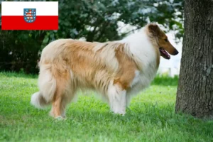 Read more about the article Collie tenyésztők és kölykök Türingiában