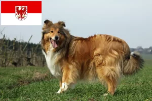 Read more about the article Collie tenyésztők és kölykök Brandenburgban