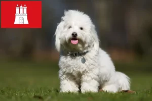 Read more about the article Coton de Tuléar tenyésztők és kölykök Hamburgban