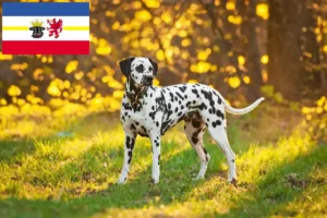 Read more about the article Dalmata tenyésztők és kölyökkutyák Mecklenburg-Elő-Pomeránia tartományban