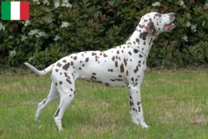 Read more about the article Dalmata tenyésztők és kölykök Olaszországban