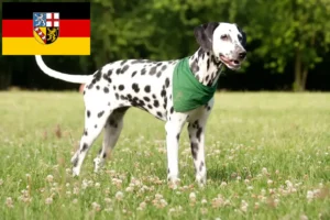 Read more about the article Dalmata tenyésztők és kölyökkutyák Saar-vidéken