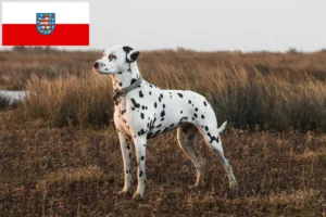 Read more about the article Dalmata tenyésztők és kölykök Türingiában