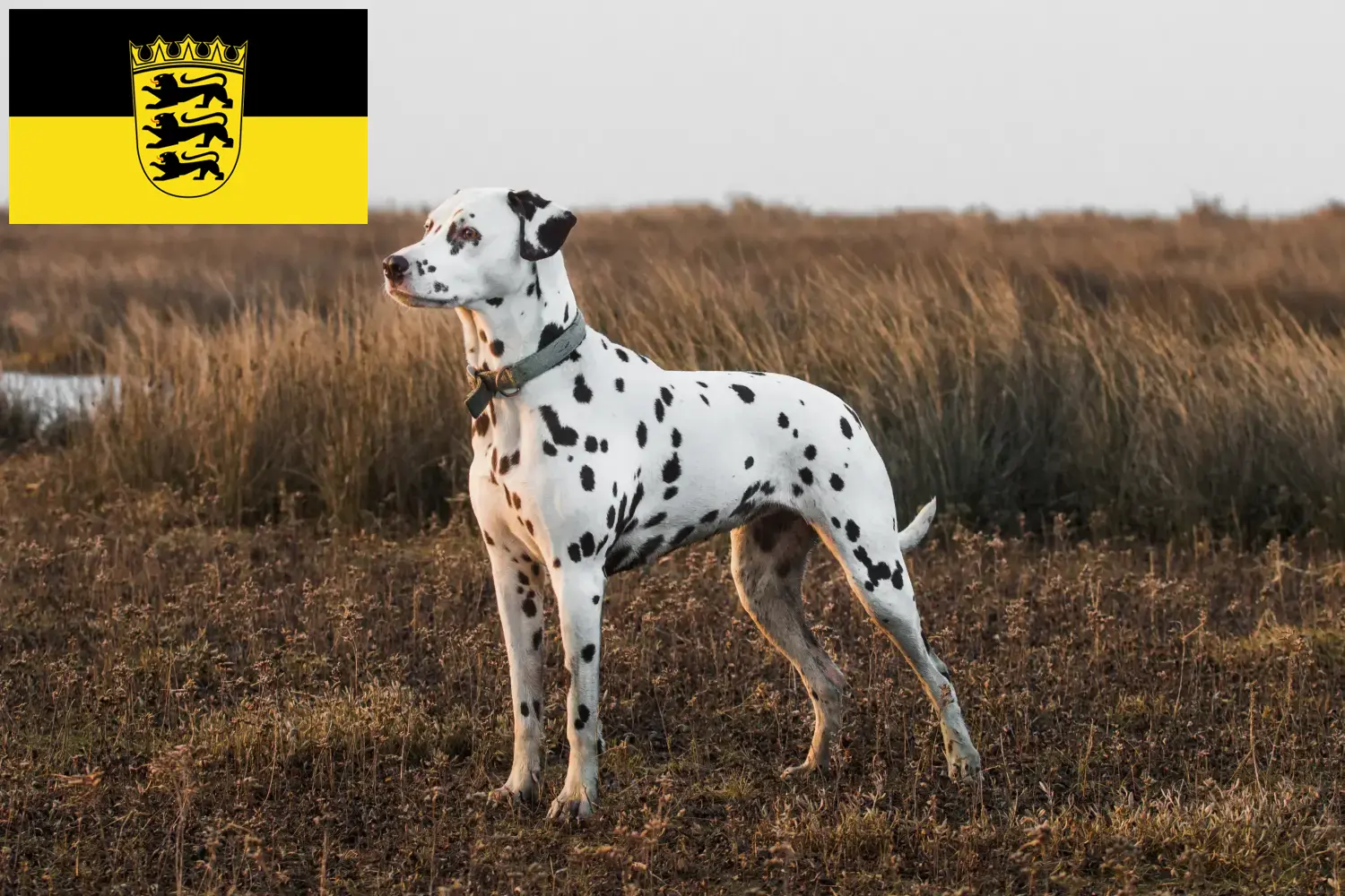 Read more about the article Dalmata tenyésztők és kölykök Baden-Württembergben