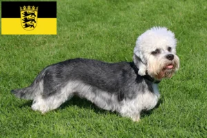 Read more about the article Dandie Dinmont Terrier tenyésztők és kölykök Baden-Württembergben