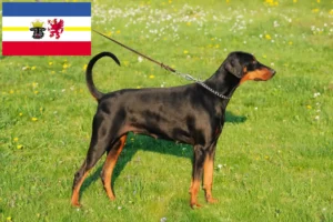 Read more about the article Dobermann tenyésztők és kölyökkutyák Mecklenburg-Vorpommernben