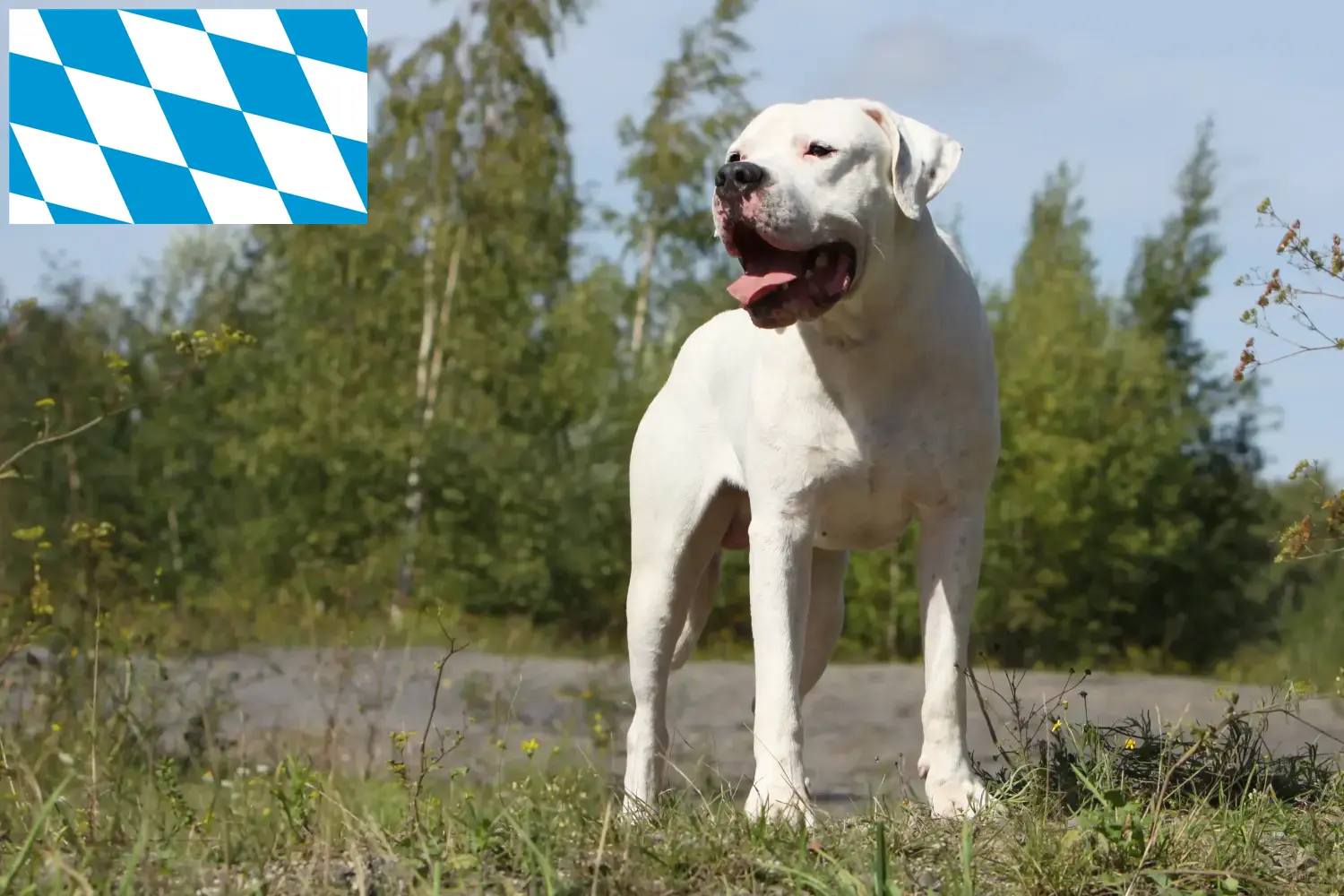 Read more about the article Dogo Argentino tenyésztők és kölykök Bajorországban