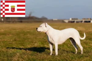 Read more about the article Dogo Argentino tenyésztők és kölykök Brémában