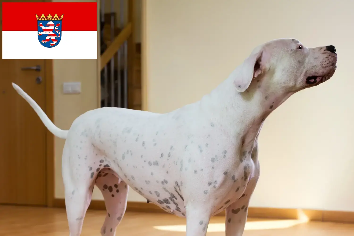 Read more about the article Dogo Argentino tenyésztők és kölykök Hessenben