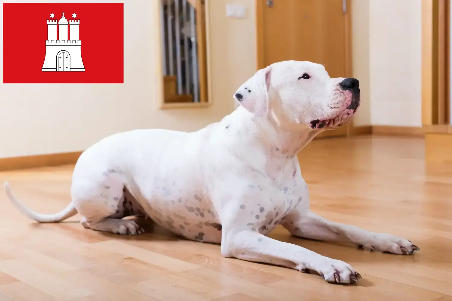 Read more about the article Dogo Argentino tenyésztők és kölykök Hamburgban