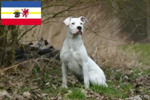 Read more about the article Dogo Argentino tenyésztők és kölykök Mecklenburg-Elő-Pomeránia tartományban