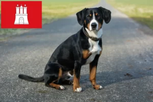 Read more about the article Entlebucher hegyikutya tenyésztő és kölykök Hamburgban