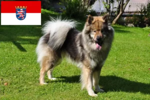 Read more about the article Eurasier tenyésztők és kölykök Hessenben