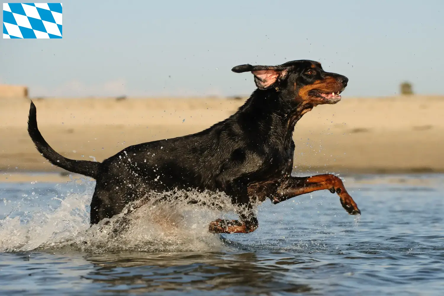 Read more about the article Black and Tan Coonhound tenyésztők és kölykök Bajorországban