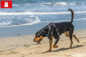 Read more about the article Black and Tan Coonhound tenyésztők és kölykök Hamburgban