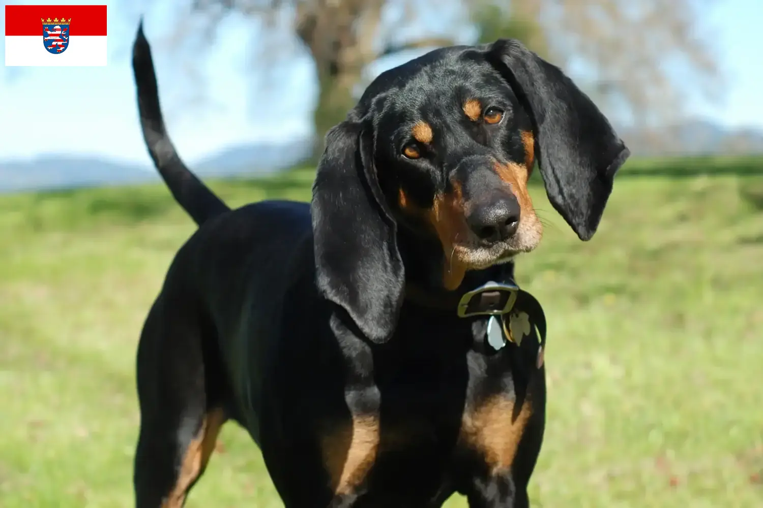 Read more about the article Black and Tan Coonhound tenyésztők és kölykök Hessenben