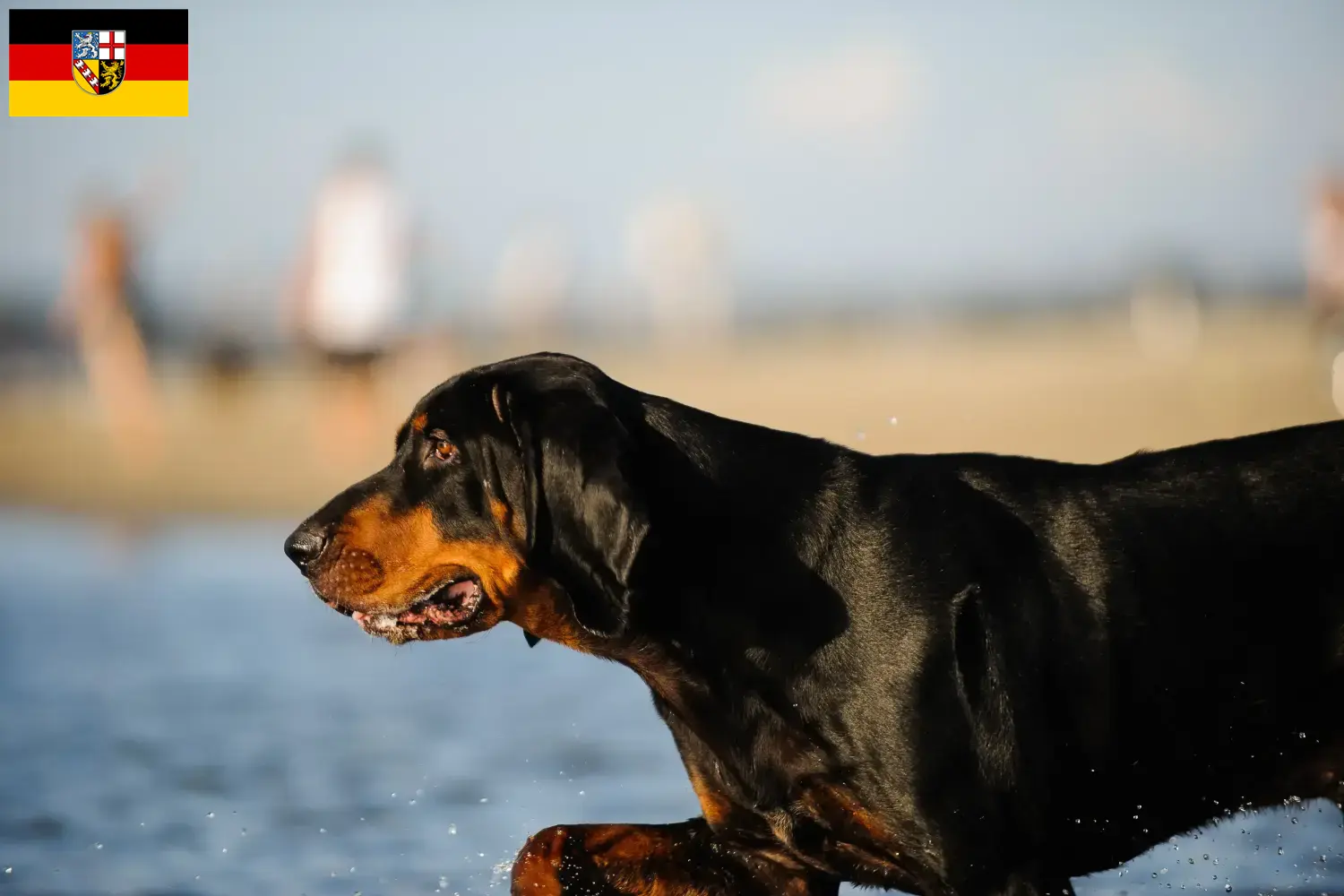 Read more about the article Black and Tan Coonhound tenyésztők és kölykök Saarlandban