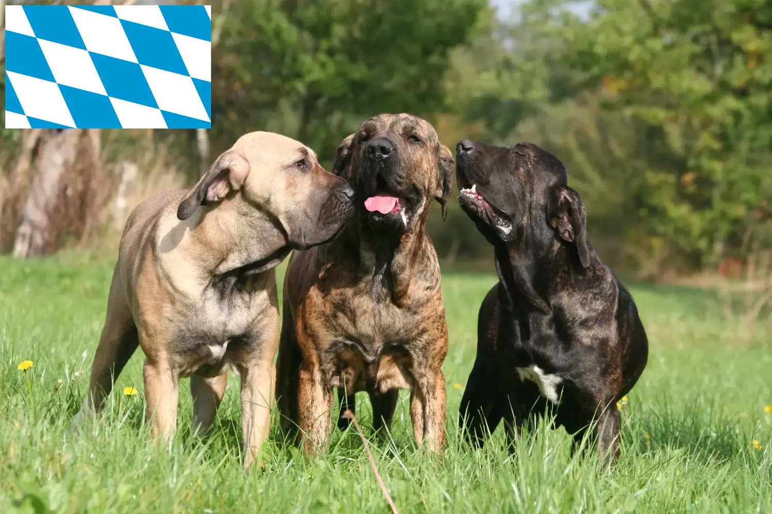 Read more about the article Fila Brasileiro tenyésztők és kiskutyák Bajorországban