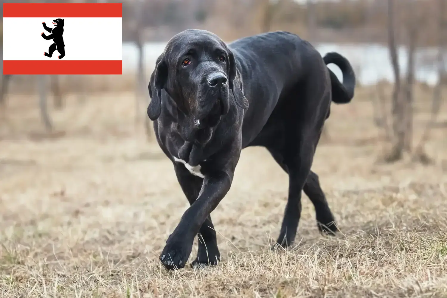 Read more about the article Fila Brasileiro tenyésztők és kölykök Berlinben