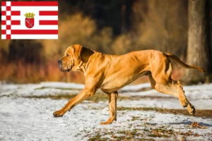 Read more about the article Fila Brasileiro tenyésztők és kölykök Brémában