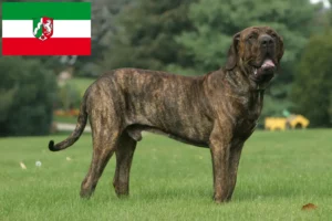 Read more about the article Fila Brasileiro tenyésztők és kölykök Észak-Rajna-Vesztfália területén