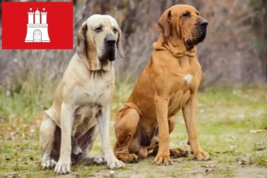 Read more about the article Fila Brasileiro tenyésztők és kölykök Hamburgban