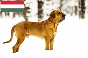 Read more about the article Fila Brasileiro tenyésztők és kölykök Magyarországon