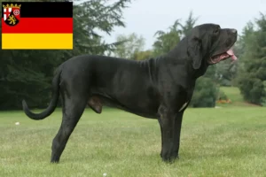 Read more about the article Fila Brasileiro tenyésztők és kiskutyák Rajna-vidék-Pfalzban