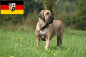 Read more about the article Fila Brasileiro tenyésztők és kölykök Saarlandban